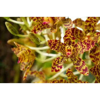 Modern Orchids Flowers
